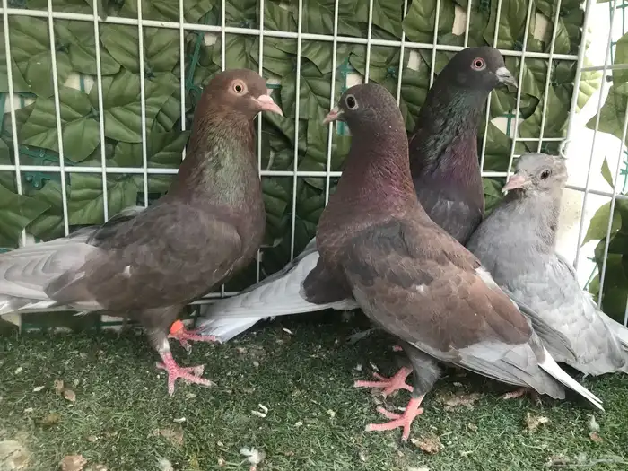 قطايف عرق الدمويات 25