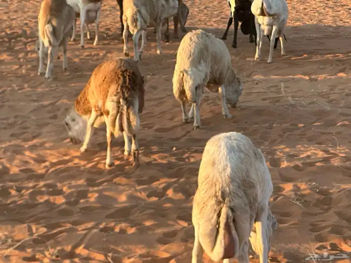 رفيد جذعان مرابي طب وتخير 11