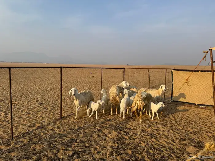 ضان مراح للبيع اغلبها رخال 6