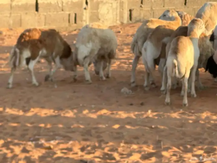 رفيد جذعان مرابي طب وتخير 55