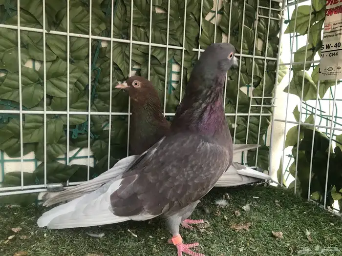 قطايف عرق الدمويات 27