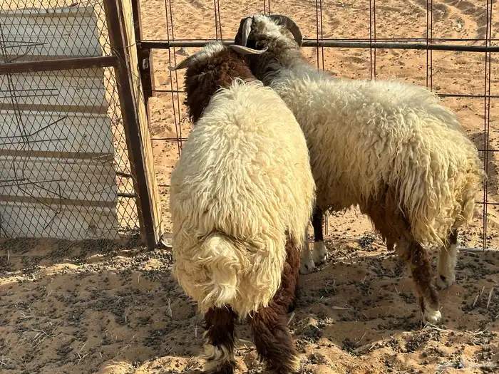 خرفان نعيم طيبات ( تم البيع ) 3