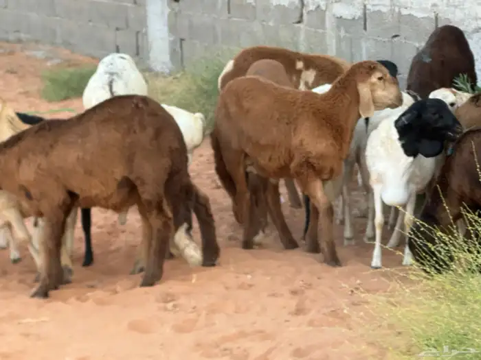 رفيد جذعان مرابي طب وتخير 32