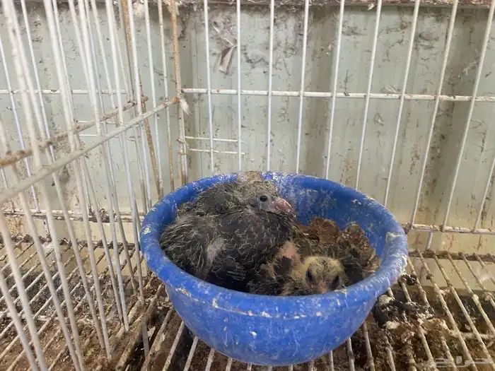 جوز زاجل انتاج له بعياله وذكور الموند 1