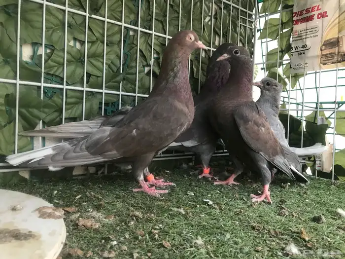 قطايف عرق الدمويات 12