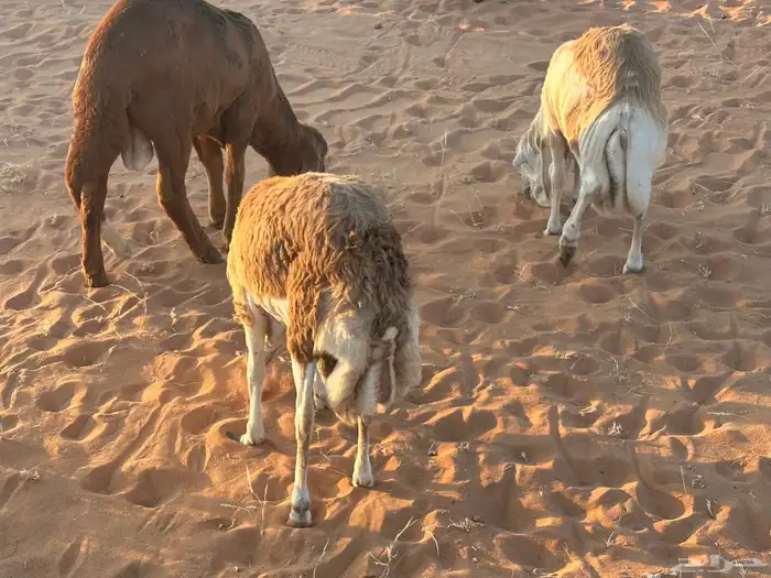 رفيد جذعان مرابي طب وتخير 6