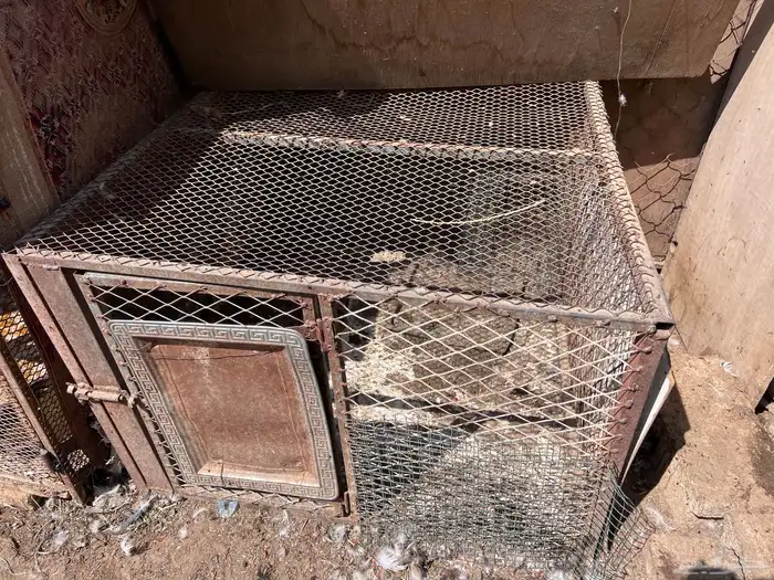 شبوك بقلاوه 5