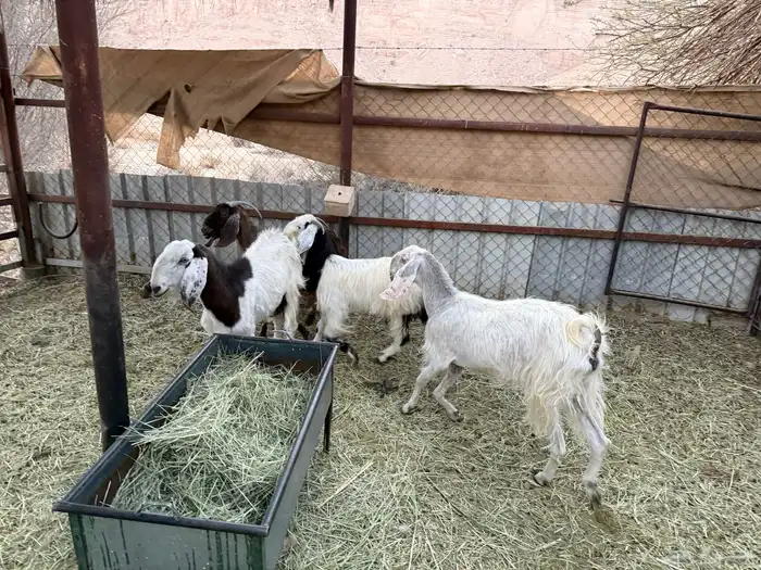 معزا مشاريك حيل 1