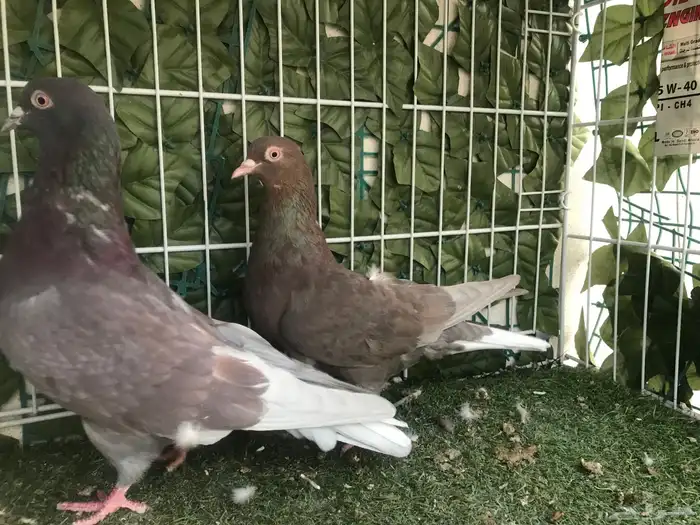 قطايف عرق الدمويات 0