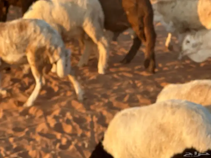 رفيديات جذعان 39