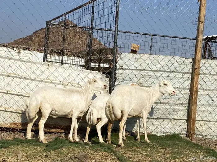 نعاج رفديات صنف مضاريع فحص سونار 4