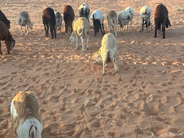 رفيد جذعان مرابي طب وتخير 8