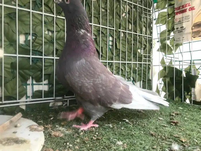 قطايف عرق الدمويات 41