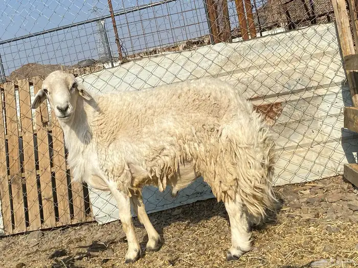 طلي حري صنف يقشع على الشرط مشروط 12