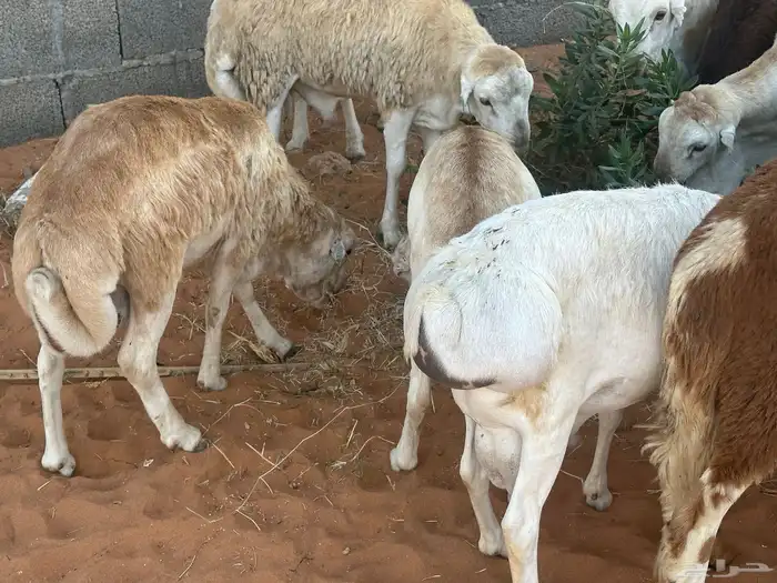 رفيديات جذعان 63