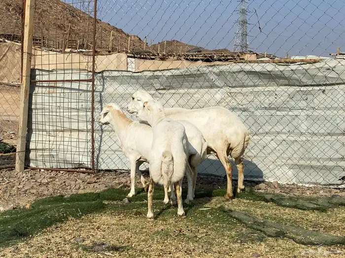 نعاج رفديات صنف مضاريع فحص سونار 13