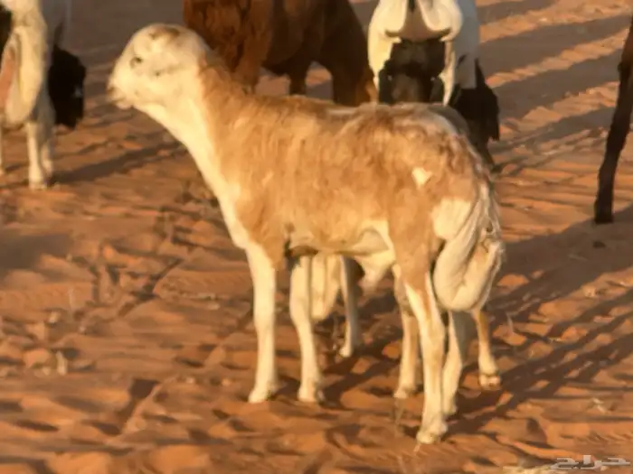 رفيد جذعان مرابي طب وتخير 47