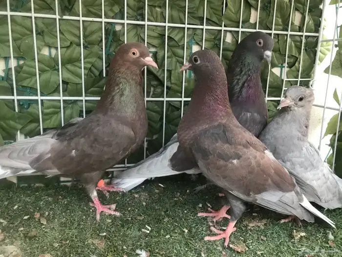 قطايف عرق الدمويات 24