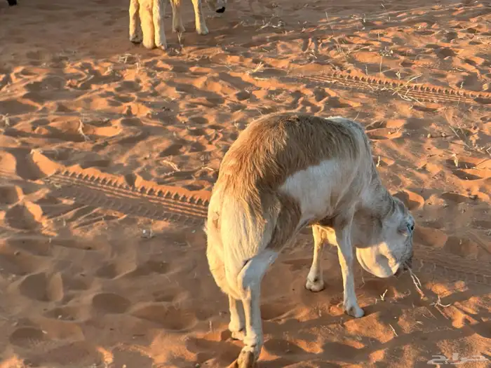 رفيد جذعان مرابي طب وتخير 18