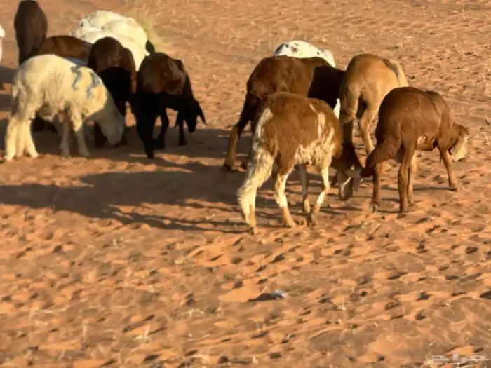 رفيد جذعان مرابي طب وتخير 76