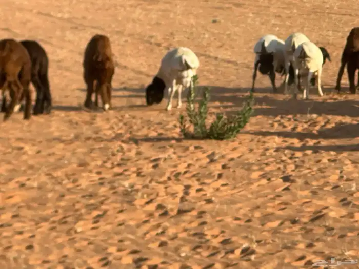 رفيد جذعان مرابي طب وتخير 78