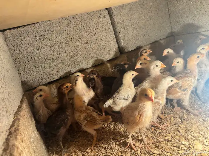 صيصان دجاج بلدي 2