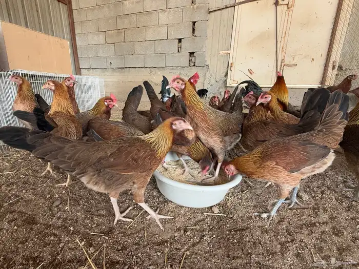 دجاج عربي اصيل فري ترثه 8