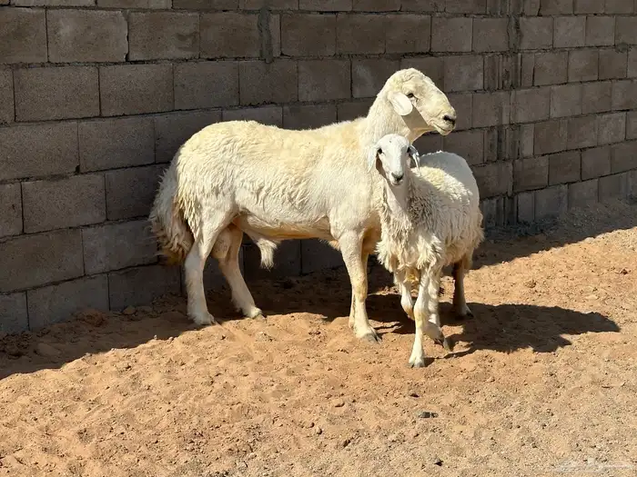 فحل حري صنف 5