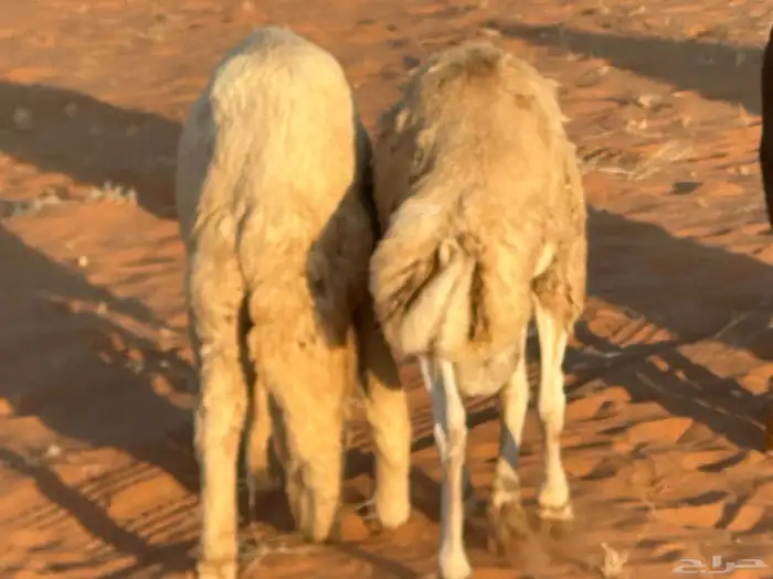 رفيديات جذعان 66