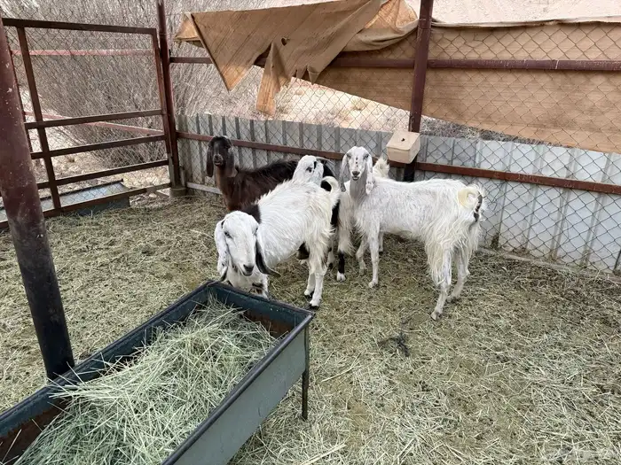 معزا مشاريك حيل 3