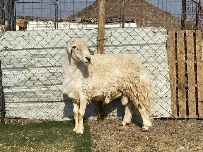 طلي حري صنف يقشع على الشرط مشروط 6