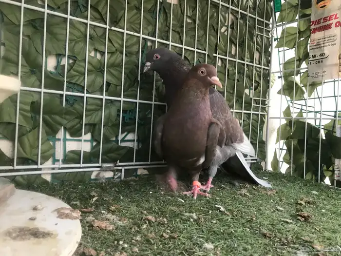 قطايف عرق الدمويات 37