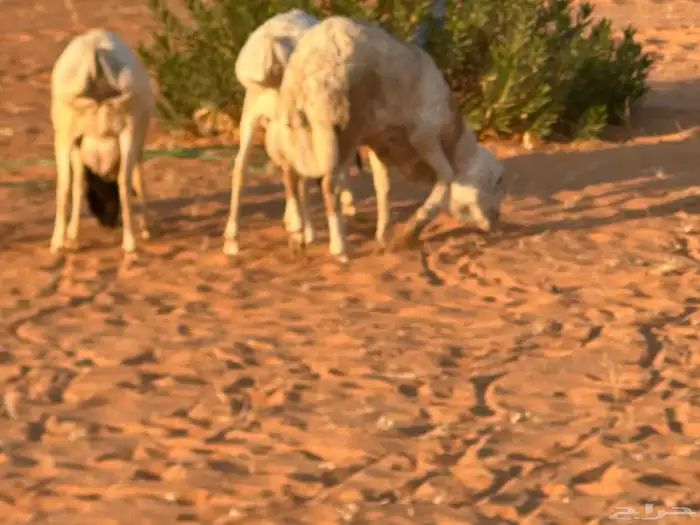 رفيديات جذعان 1