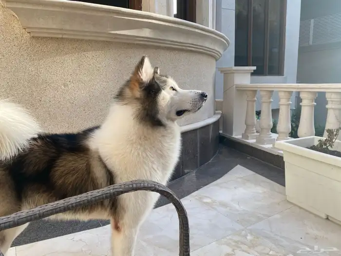 كلب هسكي ضايع بحطين يوجد مكافأة مالية 6