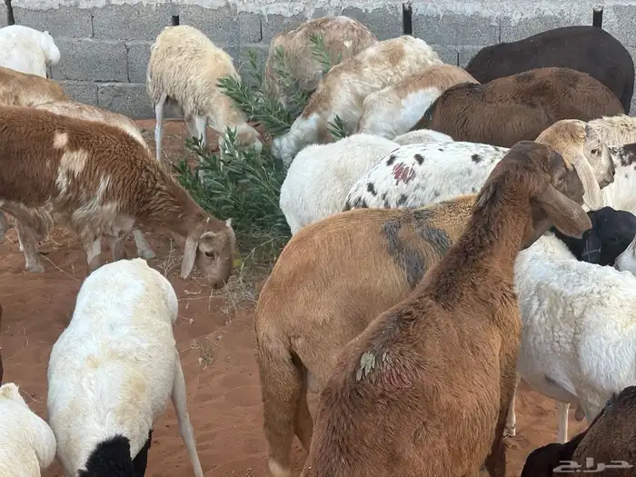 رفيديات جذعان 64