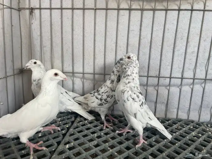 جوز زاجل انتاج له بعياله وذكور الموند 3