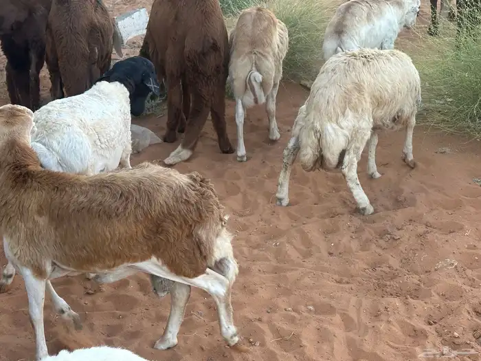 رفيد جذعان مرابي طب وتخير 24