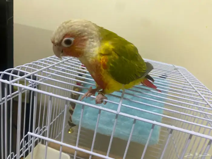 كنيور اناناس 2