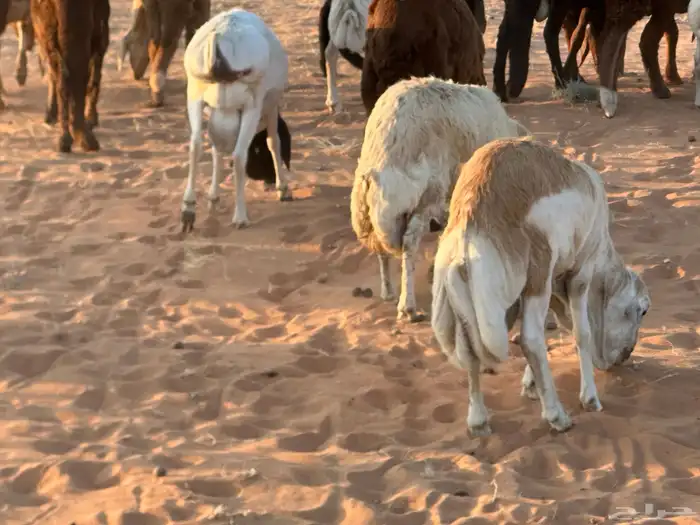 رفيد جذعان مرابي طب وتخير 1