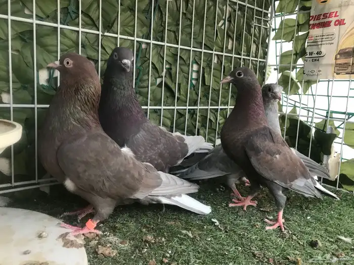 قطايف عرق الدمويات 8