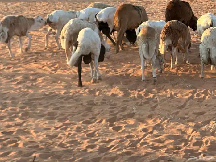 رفيديات جذعان 47