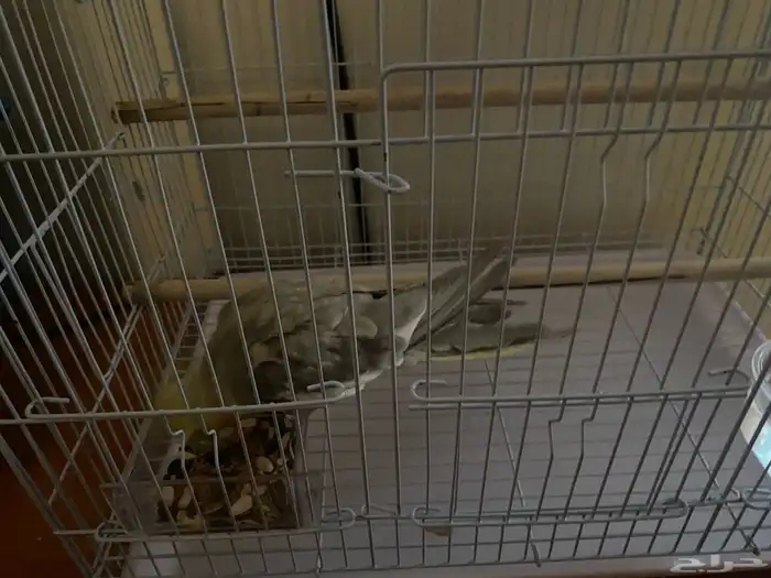 ببغاء كروان 4