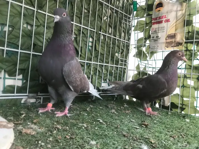 قطايف عرق الدمويات 33