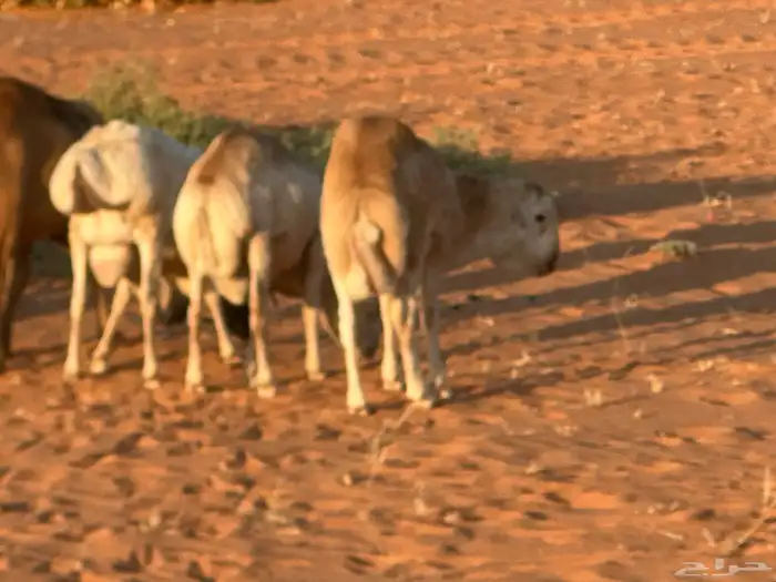 رفيديات جذعان 3