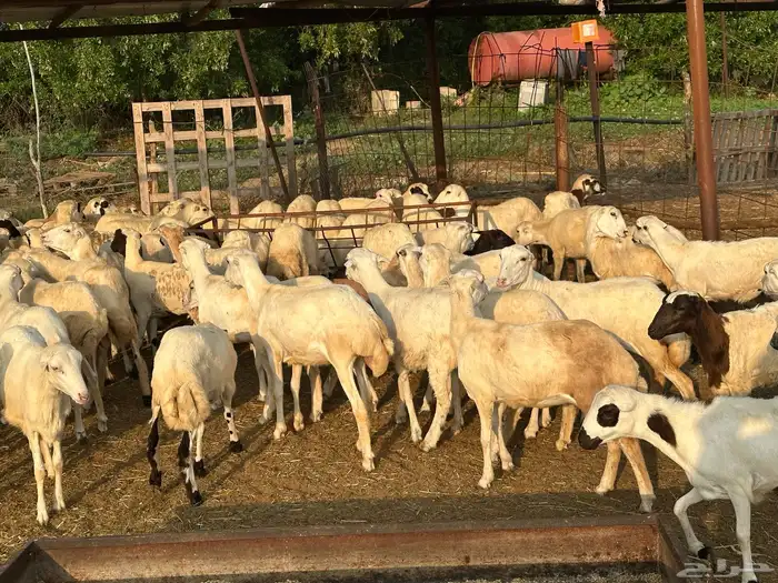 رخال رفيديات بلدي مقاني 3