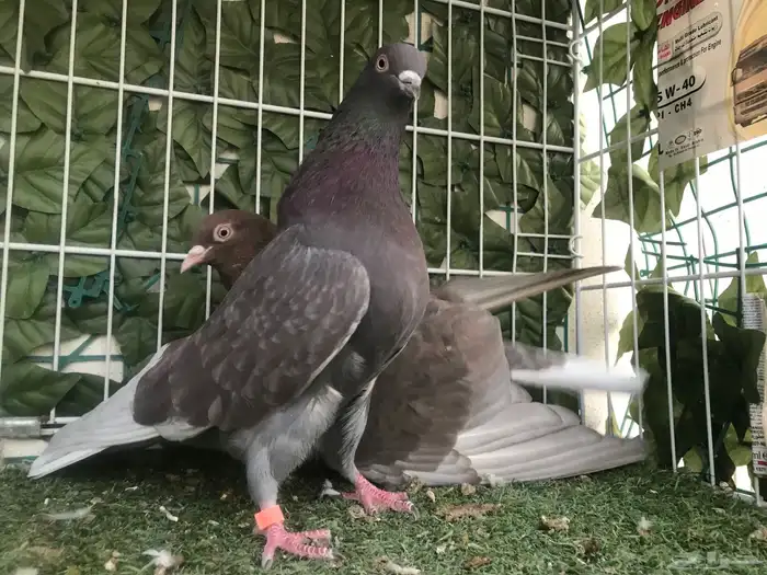 قطايف عرق الدمويات 29