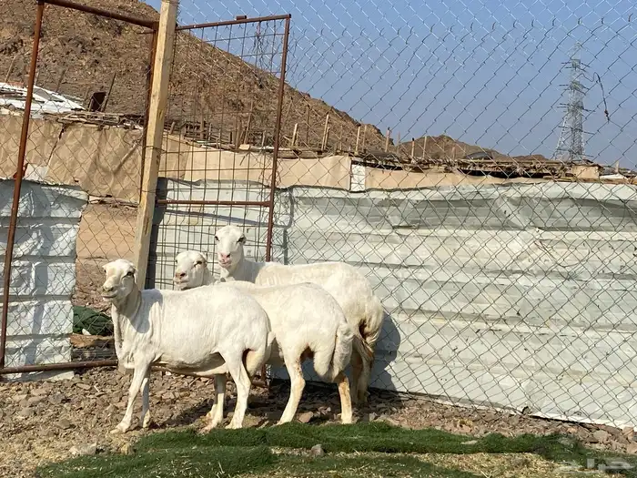 نعاج رفديات صنف مضاريع فحص سونار 10