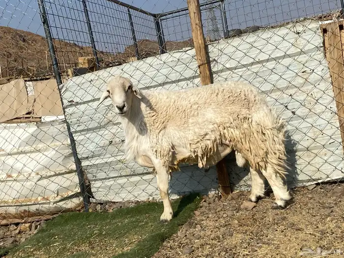 طلي حري صنف يقشع على الشرط مشروط 9