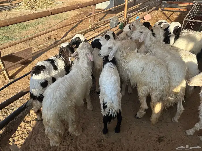 خرفان ورخال للبيع 1