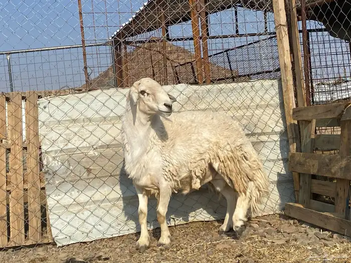 طلي حري صنف يقشع على الشرط مشروط 14